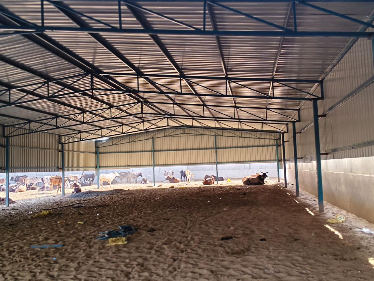 Panchdev Gosala – Cattle Shelter Project Laxmangarh